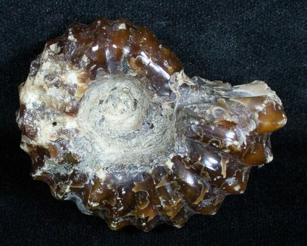 Polished Douvilleiceras Ammonite Fossil - #3659